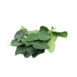 Kaffir Lime Leaves (Daun Limau Purut) (Malaysia) 20g Hot on Sale