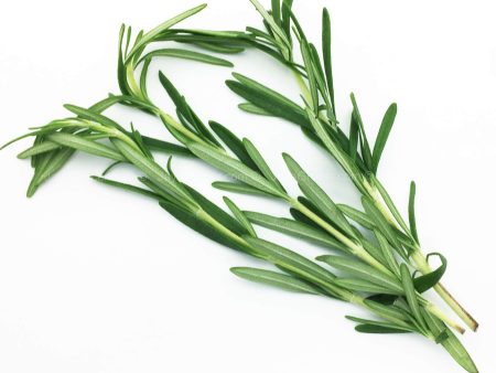 Genting Garden Rosemary Leaves (Malaysia) 10g Sale