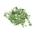 Cameron Garden Thyme Herbs (Malaysia) 10g For Discount