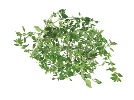 Cameron Garden Thyme Herbs (Malaysia) 10g For Discount